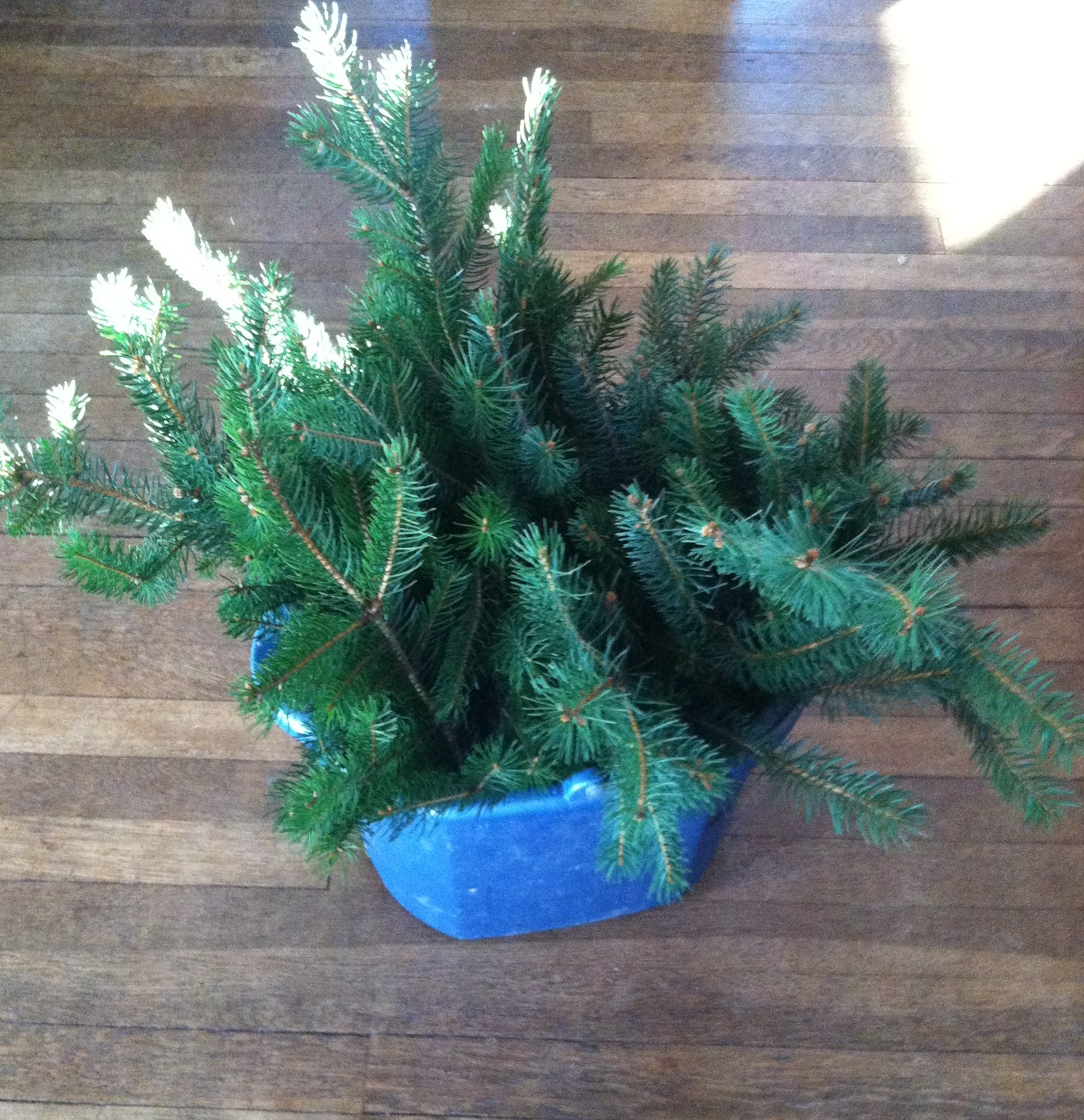 How to Preserve a Live Evergreen Branch With Needles